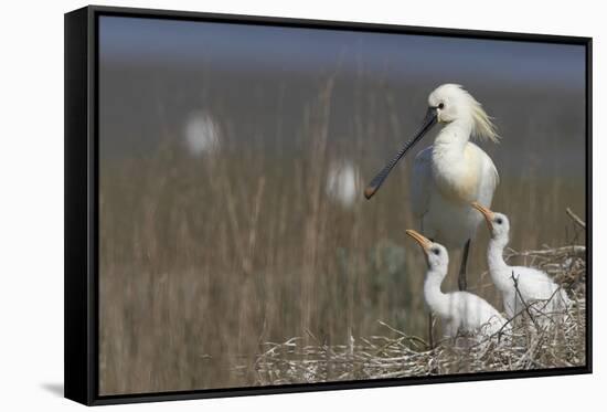 Spoonbill (Platalea Leucorodia) at Nest with Two Chicks, Texel, Netherlands, May 2009-Peltomäki-Framed Stretched Canvas