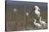 Spoonbill (Platalea Leucorodia) at Nest with Two Chicks, Texel, Netherlands, May 2009-Peltomäki-Stretched Canvas