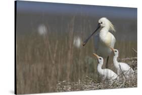 Spoonbill (Platalea Leucorodia) at Nest with Two Chicks, Texel, Netherlands, May 2009-Peltomäki-Stretched Canvas