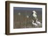 Spoonbill (Platalea Leucorodia) at Nest with Two Chicks, Texel, Netherlands, May 2009-Peltomäki-Framed Photographic Print