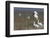 Spoonbill (Platalea Leucorodia) at Nest with Two Chicks, Texel, Netherlands, May 2009-Peltomäki-Framed Photographic Print