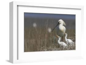 Spoonbill (Platalea Leucorodia) at Nest with Two Chicks, Texel, Netherlands, May 2009-Peltomäki-Framed Photographic Print