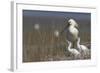 Spoonbill (Platalea Leucorodia) at Nest with Two Chicks, Texel, Netherlands, May 2009-Peltomäki-Framed Photographic Print