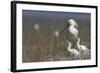 Spoonbill (Platalea Leucorodia) at Nest with Two Chicks, Texel, Netherlands, May 2009-Peltomäki-Framed Photographic Print