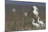 Spoonbill (Platalea Leucorodia) at Nest with Two Chicks, Texel, Netherlands, May 2009-Peltomäki-Mounted Photographic Print