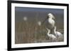 Spoonbill (Platalea Leucorodia) at Nest with Two Chicks, Texel, Netherlands, May 2009-Peltomäki-Framed Photographic Print