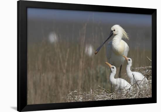 Spoonbill (Platalea Leucorodia) at Nest with Two Chicks, Texel, Netherlands, May 2009-Peltomäki-Framed Photographic Print