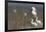 Spoonbill (Platalea Leucorodia) at Nest with Two Chicks, Texel, Netherlands, May 2009-Peltomäki-Framed Photographic Print