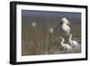 Spoonbill (Platalea Leucorodia) at Nest with Two Chicks, Texel, Netherlands, May 2009-Peltomäki-Framed Photographic Print