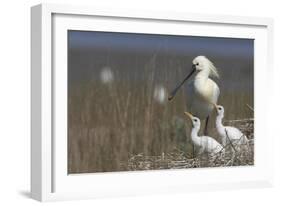 Spoonbill (Platalea Leucorodia) at Nest with Two Chicks, Texel, Netherlands, May 2009-Peltomäki-Framed Photographic Print