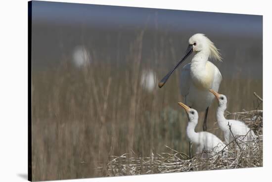 Spoonbill (Platalea Leucorodia) at Nest with Two Chicks, Texel, Netherlands, May 2009-Peltomäki-Stretched Canvas