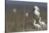 Spoonbill (Platalea Leucorodia) at Nest with Two Chicks, Texel, Netherlands, May 2009-Peltomäki-Stretched Canvas