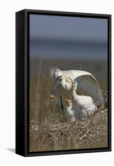 Spoonbill (Platalea Leucorodia) Stretching Wing at Nest with Two Chicks, Texel, Netherlands, May-Peltomäki-Framed Stretched Canvas