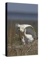 Spoonbill (Platalea Leucorodia) Stretching Wing at Nest with Two Chicks, Texel, Netherlands, May-Peltomäki-Stretched Canvas