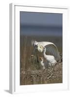 Spoonbill (Platalea Leucorodia) Stretching Wing at Nest with Two Chicks, Texel, Netherlands, May-Peltomäki-Framed Premium Photographic Print