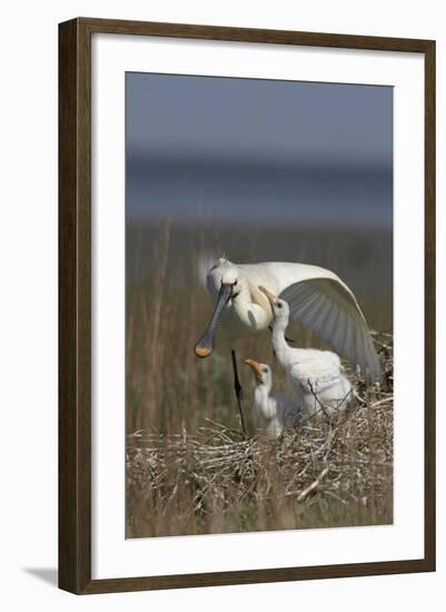 Spoonbill (Platalea Leucorodia) Stretching Wing at Nest with Two Chicks, Texel, Netherlands, May-Peltomäki-Framed Premium Photographic Print