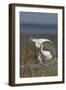 Spoonbill (Platalea Leucorodia) Stretching Wing at Nest with Two Chicks, Texel, Netherlands, May-Peltomäki-Framed Photographic Print