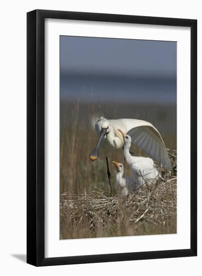 Spoonbill (Platalea Leucorodia) Stretching Wing at Nest with Two Chicks, Texel, Netherlands, May-Peltomäki-Framed Photographic Print