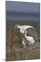 Spoonbill (Platalea Leucorodia) Stretching Wing at Nest with Two Chicks, Texel, Netherlands, May-Peltomäki-Mounted Photographic Print