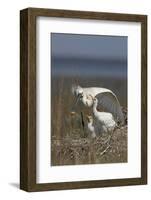 Spoonbill (Platalea Leucorodia) Stretching Wing at Nest with Two Chicks, Texel, Netherlands, May-Peltomäki-Framed Photographic Print