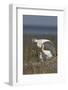 Spoonbill (Platalea Leucorodia) Stretching Wing at Nest with Two Chicks, Texel, Netherlands, May-Peltomäki-Framed Photographic Print