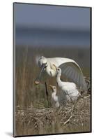 Spoonbill (Platalea Leucorodia) Stretching Wing at Nest with Two Chicks, Texel, Netherlands, May-Peltomäki-Mounted Photographic Print
