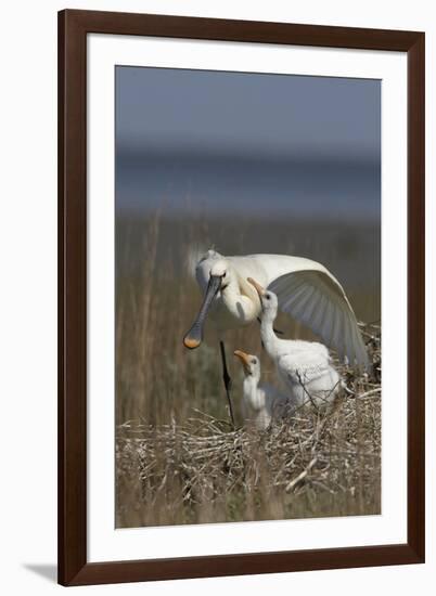 Spoonbill (Platalea Leucorodia) Stretching Wing at Nest with Two Chicks, Texel, Netherlands, May-Peltomäki-Framed Photographic Print