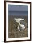 Spoonbill (Platalea Leucorodia) Stretching Wing at Nest with Two Chicks, Texel, Netherlands, May-Peltomäki-Framed Photographic Print