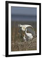 Spoonbill (Platalea Leucorodia) Stretching Wing at Nest with Two Chicks, Texel, Netherlands, May-Peltomäki-Framed Photographic Print