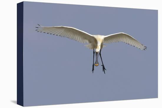 Spoonbill (Platalea Leucorrodia) in Flight, Texel, Netherlands, May 2009-Peltomäki-Stretched Canvas