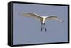 Spoonbill (Platalea Leucorrodia) in Flight, Texel, Netherlands, May 2009-Peltomäki-Framed Stretched Canvas