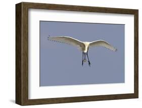 Spoonbill (Platalea Leucorrodia) in Flight, Texel, Netherlands, May 2009-Peltomäki-Framed Photographic Print