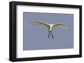 Spoonbill (Platalea Leucorrodia) in Flight, Texel, Netherlands, May 2009-Peltomäki-Framed Photographic Print