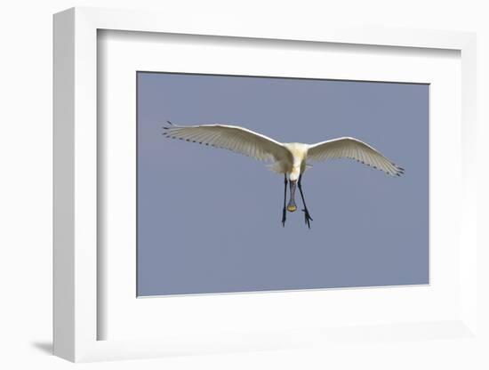 Spoonbill (Platalea Leucorrodia) in Flight, Texel, Netherlands, May 2009-Peltomäki-Framed Photographic Print