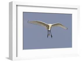 Spoonbill (Platalea Leucorrodia) in Flight, Texel, Netherlands, May 2009-Peltomäki-Framed Photographic Print