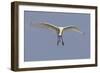 Spoonbill (Platalea Leucorrodia) in Flight, Texel, Netherlands, May 2009-Peltomäki-Framed Photographic Print