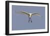 Spoonbill (Platalea Leucorrodia) in Flight, Texel, Netherlands, May 2009-Peltomäki-Framed Photographic Print