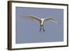 Spoonbill (Platalea Leucorrodia) in Flight, Texel, Netherlands, May 2009-Peltomäki-Framed Photographic Print