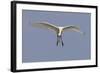 Spoonbill (Platalea Leucorrodia) in Flight, Texel, Netherlands, May 2009-Peltomäki-Framed Photographic Print