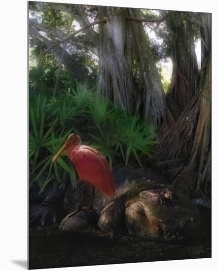 Spoonbill Plight-Steve Hunziker-Mounted Premium Giclee Print