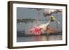 Spoonbill Spa- Adult Roseate Spoonbill (Platalea Ajaja)-Lynn M^ Stone-Framed Photographic Print