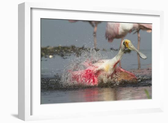 Spoonbill Spa- Adult Roseate Spoonbill (Platalea Ajaja)-Lynn M^ Stone-Framed Photographic Print