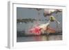 Spoonbill Spa- Adult Roseate Spoonbill (Platalea Ajaja)-Lynn M^ Stone-Framed Photographic Print