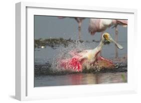 Spoonbill Spa- Adult Roseate Spoonbill (Platalea Ajaja)-Lynn M^ Stone-Framed Photographic Print