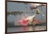 Spoonbill Spa- Adult Roseate Spoonbill (Platalea Ajaja)-Lynn M^ Stone-Framed Photographic Print