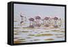 Spoonbills Feeding-Bruce Dumas-Framed Stretched Canvas