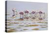 Spoonbills Feeding-Bruce Dumas-Stretched Canvas