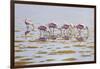 Spoonbills Feeding-Bruce Dumas-Framed Giclee Print