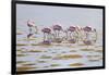 Spoonbills Feeding-Bruce Dumas-Framed Giclee Print