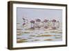 Spoonbills Feeding-Bruce Dumas-Framed Giclee Print